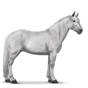 Highland Pony - Light Gray