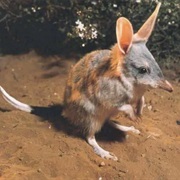 Greater Bilby