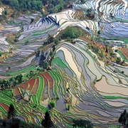 Yuanyang Rice Terraces, Yunnan