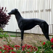 Greyhound Hall of Fame