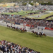 Any Other Pro Horse Riding