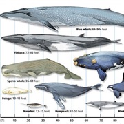 Finback Whale - 2nd Largest Whale