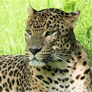 Anatolian Leopard
