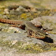 Common Wall Lizard