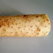 East Asian Mountain Yam (Dioscorea Japonica)