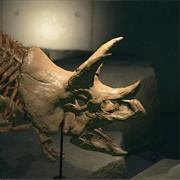 Tricera Skull