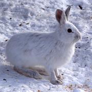 Snowshoe Hare