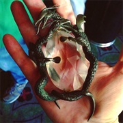 Grupola Amulet - The Monster Squad