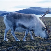 Nordenskiöld Land National Park