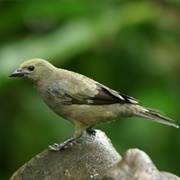 Palm Tanager (Thraupis Palmarum)