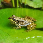 Keep Track of a Frogegg's Upgrowth