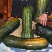 Naples Long Squash