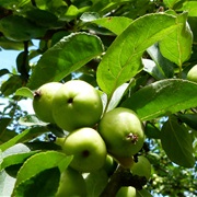 Siebold's Crabapple (Malus Sieboldii)