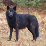 British Columbia Wolf