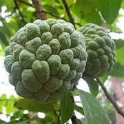 Sweetsops (Annona Squamosa)