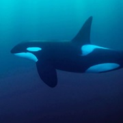 Killer Whale