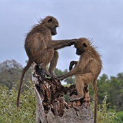 Tarangire National Park
