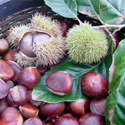 Chestnut