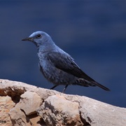 Blue Rock Thrush (Malta)