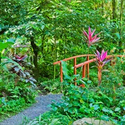 Diamond Falls Botanical Gardens, St Lucia
