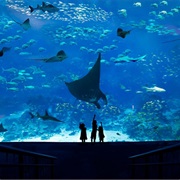 S.E.A. Aquarium Singapore