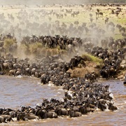 Masai Mara Migration, Kenya