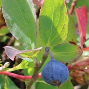 Cascade Bilberry (Vaccinium Deliciosum)