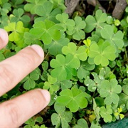 Look for Four-Leaf Clovers