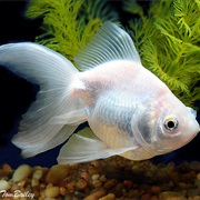 If You Keep a Goldfish. in a Dark Room, It Will Become Pale!