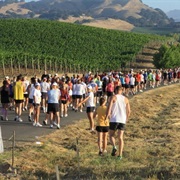 Run the Napa to Sonoma Half Marathon