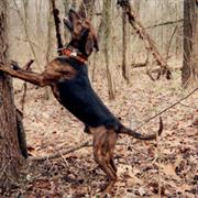 Treeing Tennessee Brindle