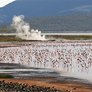 Lake Bogoria