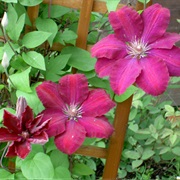Clematis