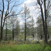 Wapanocca National Wildlife Refuge