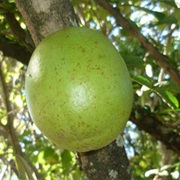 Jícaro / Mexican Calabash (Crescentia Alata)