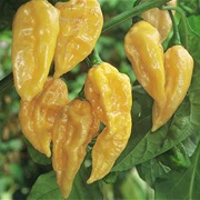 Fatalii