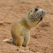 White-Tailed Prairie Dog