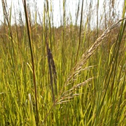 Weinborg-King State Fish & Wildlife Area, Illinois