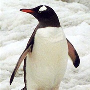 Gentoo Penguin