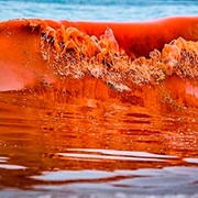 Red Tide