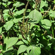 Slender Amaranth (Amaranthus Viridis)