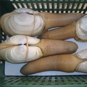 Geoduck