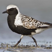 Black-Bellied Plover