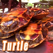 Grilled Turtle