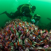 Nakwakto Rapids Dive Site Boasts the Strongest Currents in the World