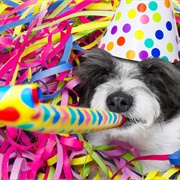 Pet&#39;s Birthday Party