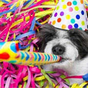 Pet's Birthday Party