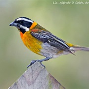 Puerto Rico Spindalis (Puerto Rico)