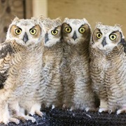 A Group of Owls Is Called a Parliament.