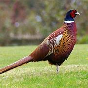 Pheasant